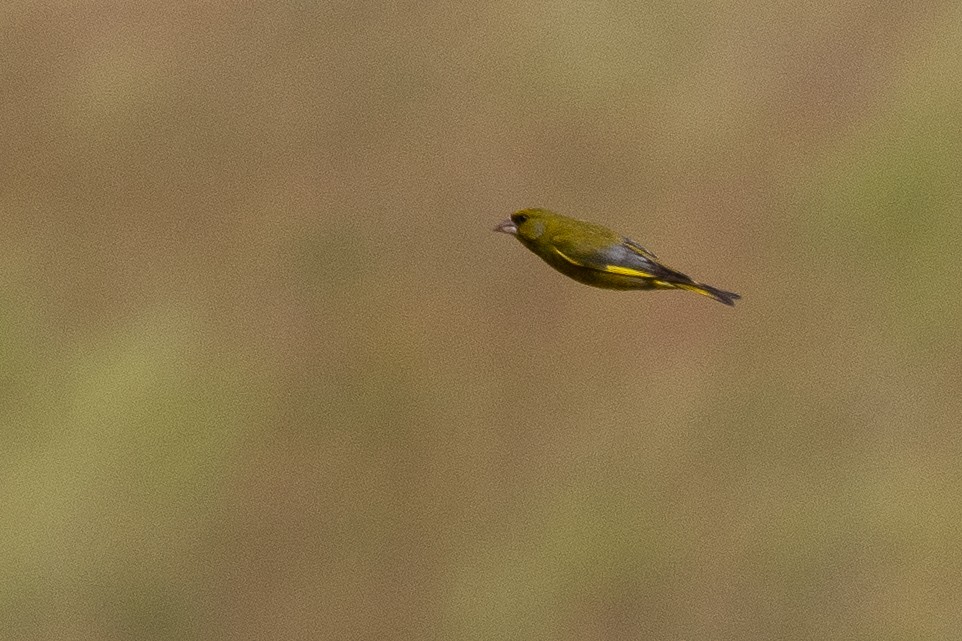 Эгэл ногоолдой - ML639119174