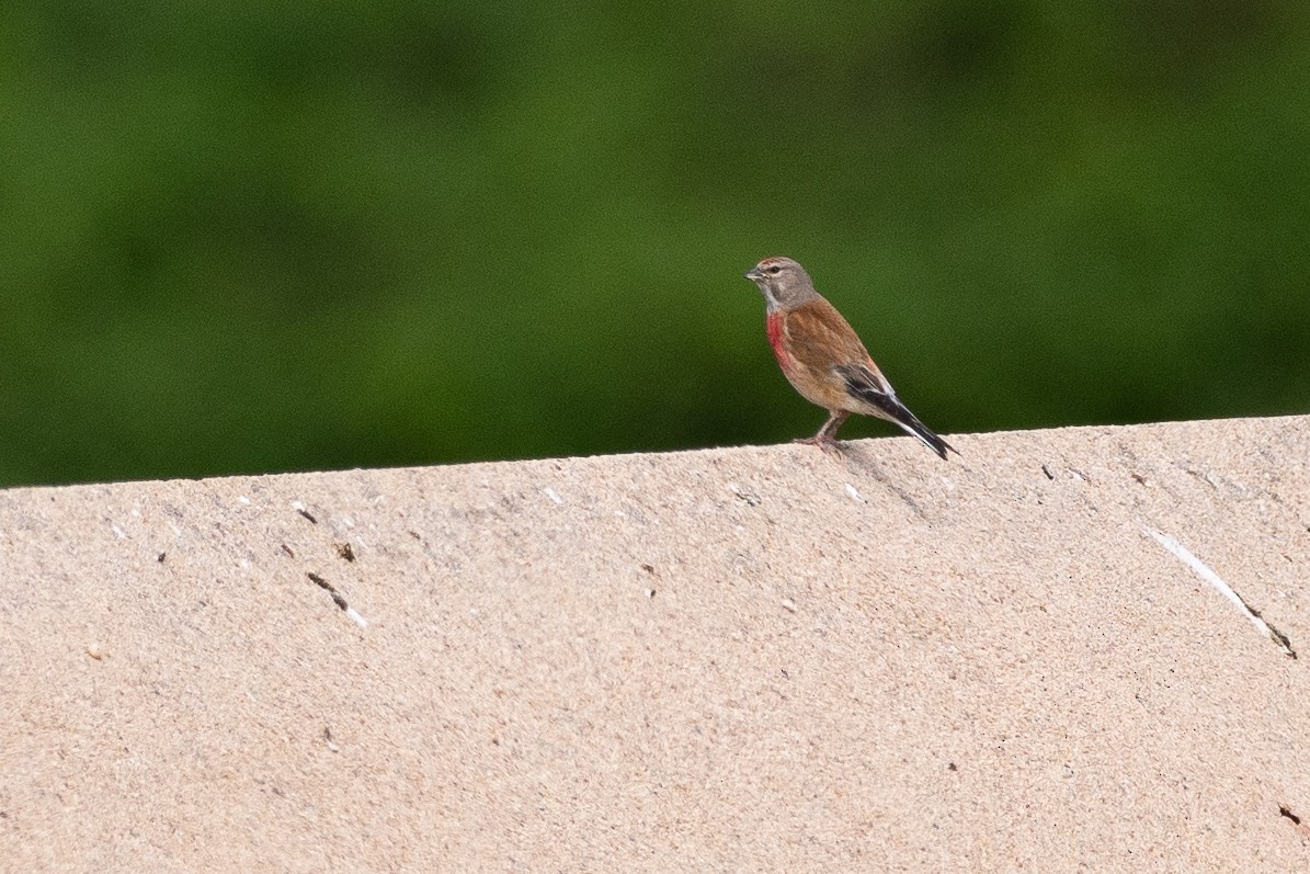 Алтан цэгцүүхэй - ML639119185