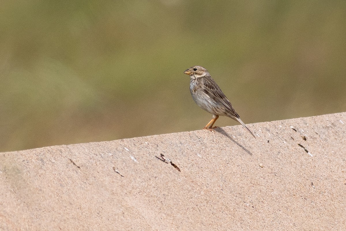 Corn Bunting - ML639119190