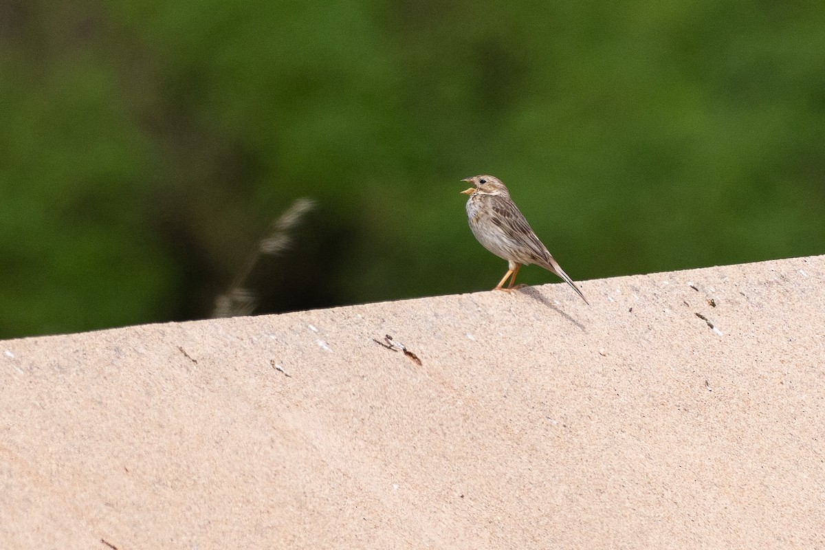 Corn Bunting - ML639119192