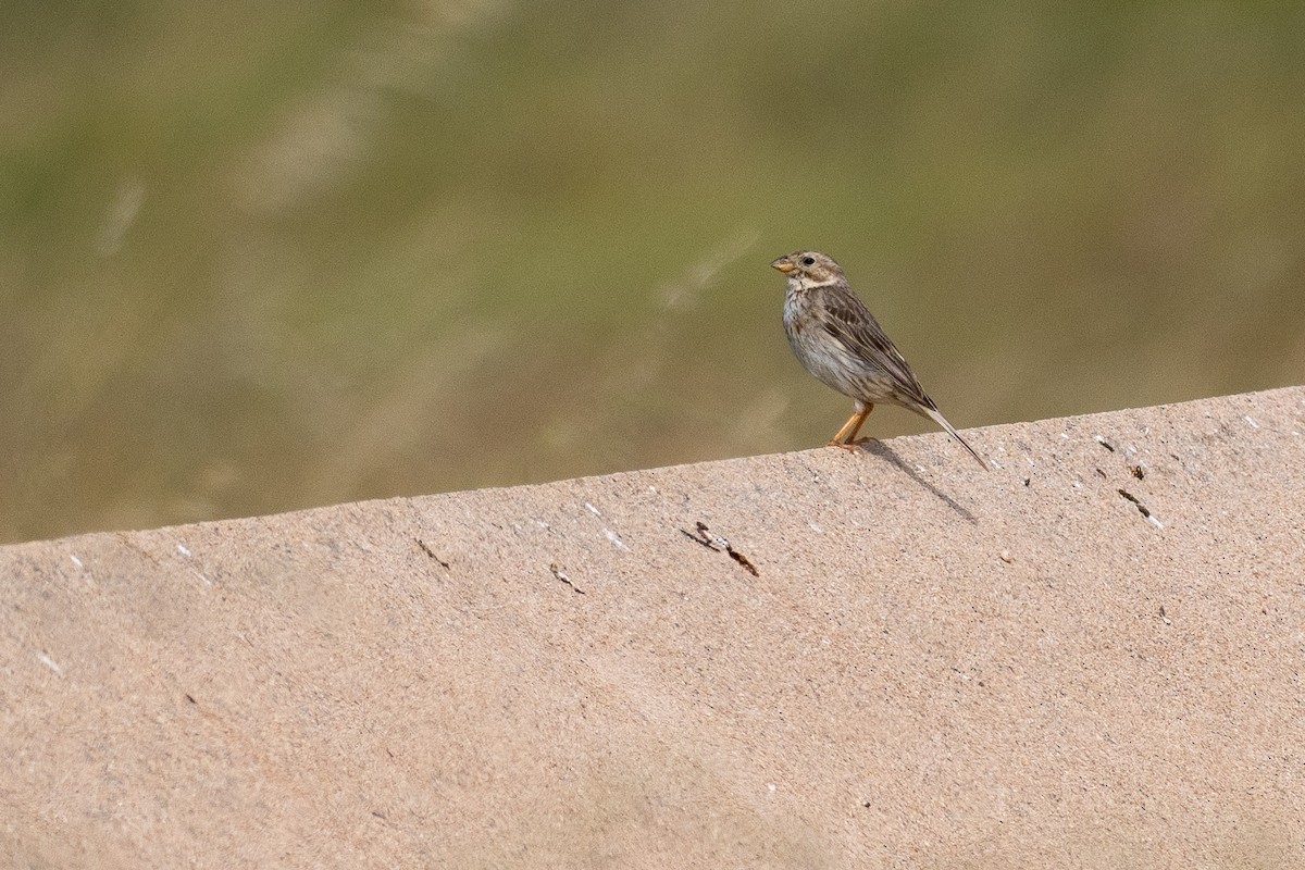 Corn Bunting - ML639119193