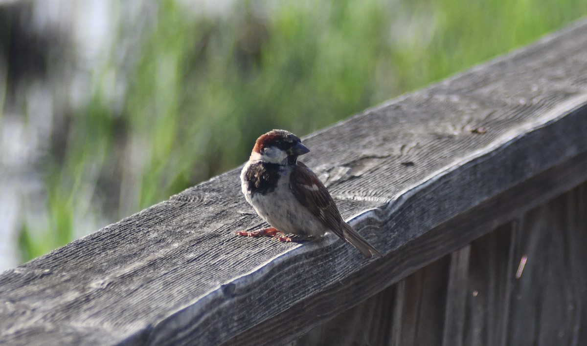 Оронгийн бор шувуу - ML639119248