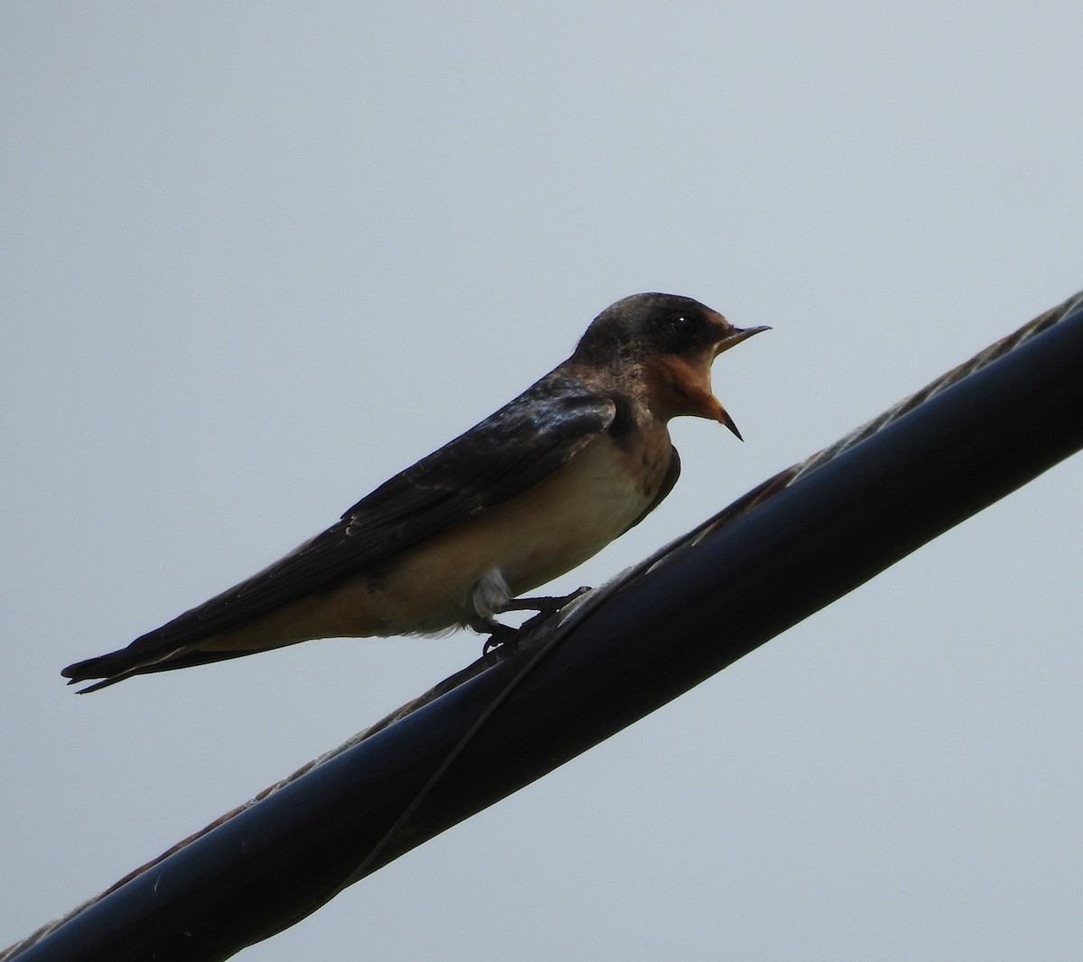 Hirondelle rustique - ML639119262