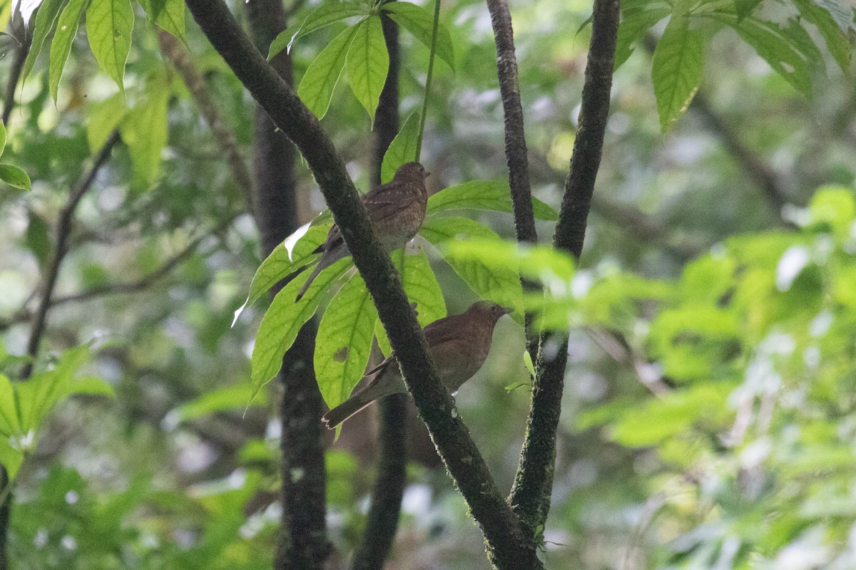 Pale-vented Thrush - ML639119291