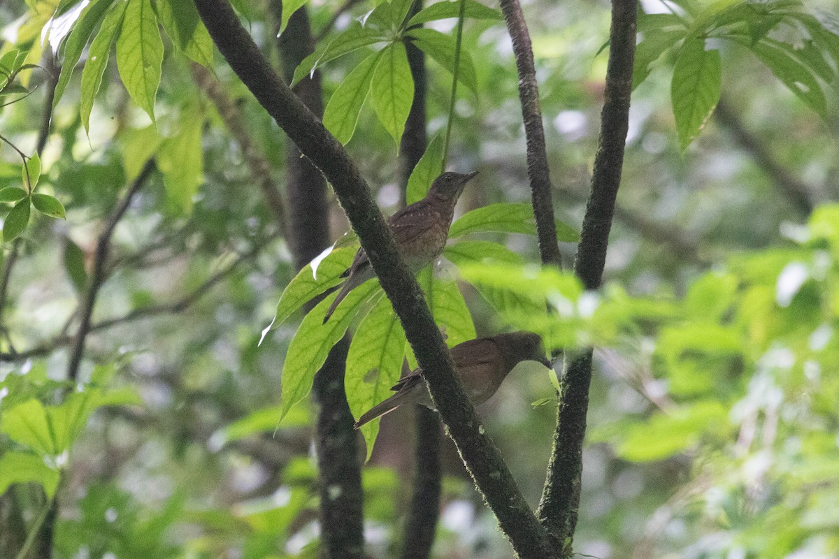 Pale-vented Thrush - ML639119292