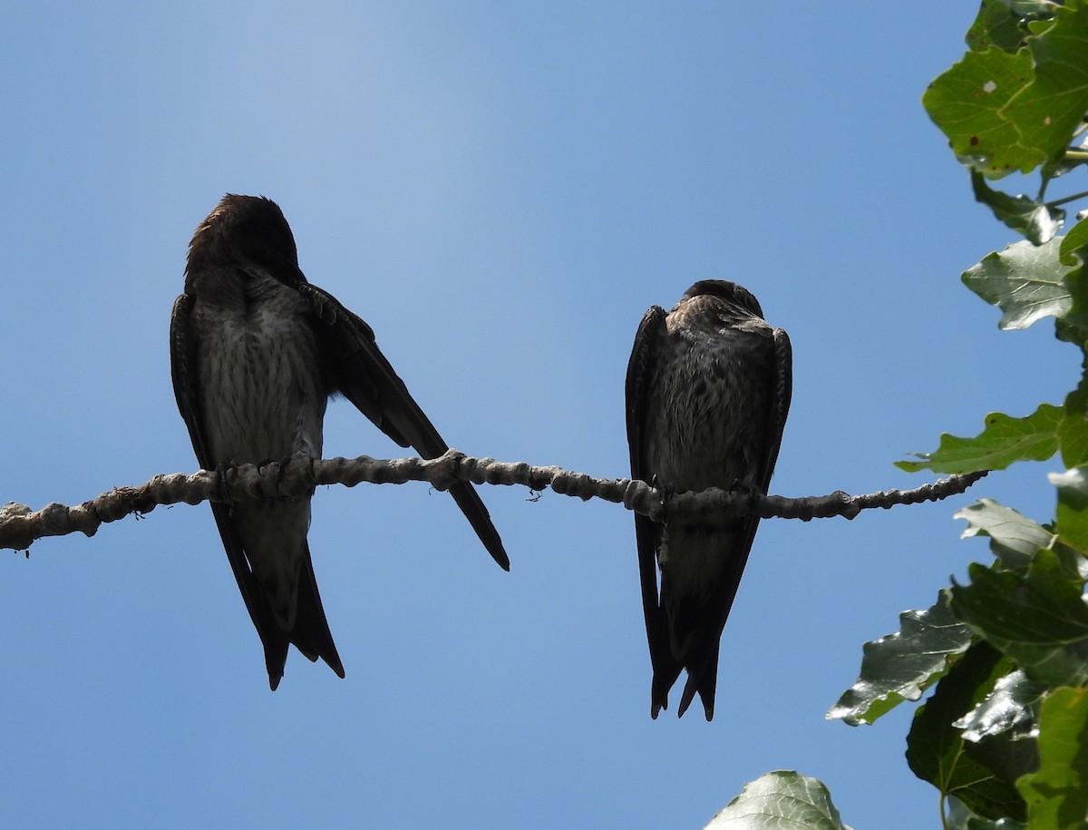 Hirondelle noire - ML639119295