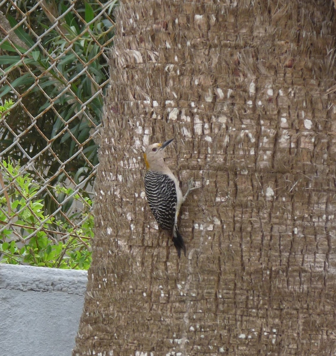 Golden-fronted Woodpecker - ML639119309