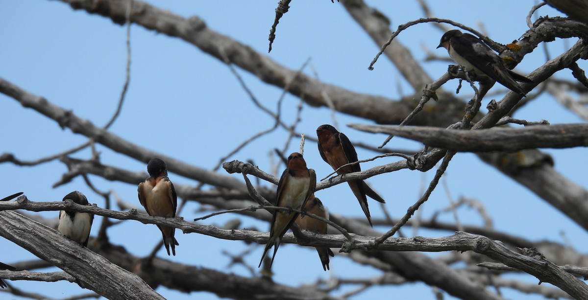 Hirondelle rustique - ML639119327