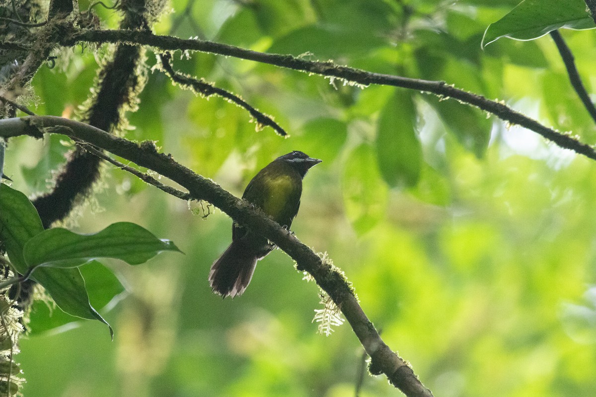 Sooty-faced Finch - ML639119338