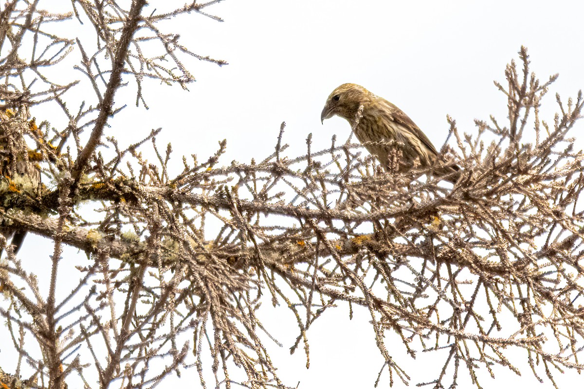 White-winged Crossbill - ML639119414