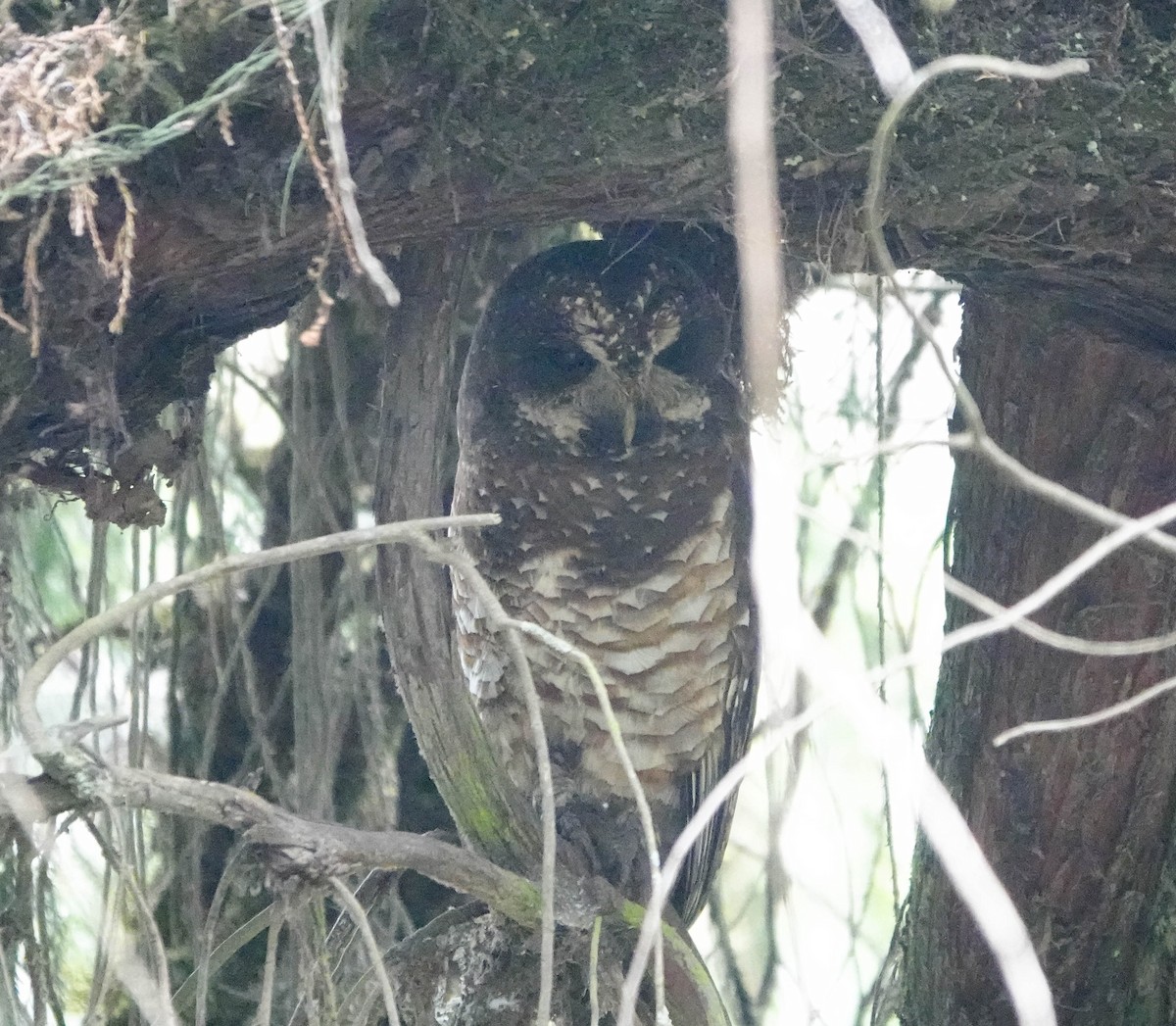 African Wood-Owl - ML639119458