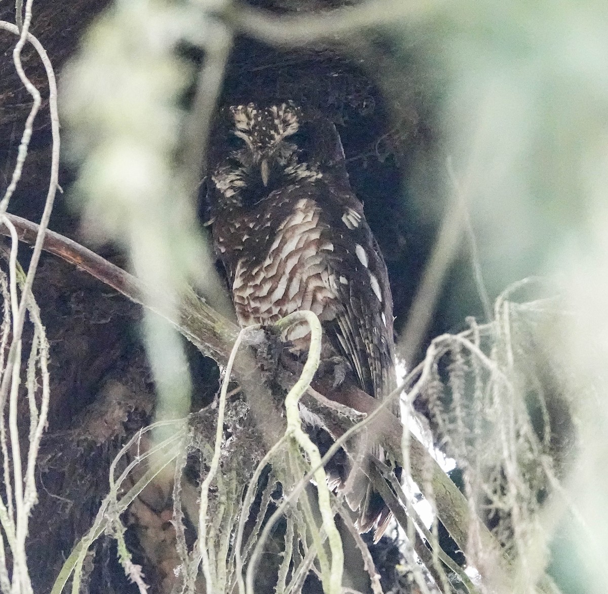 African Wood-Owl - ML639119459