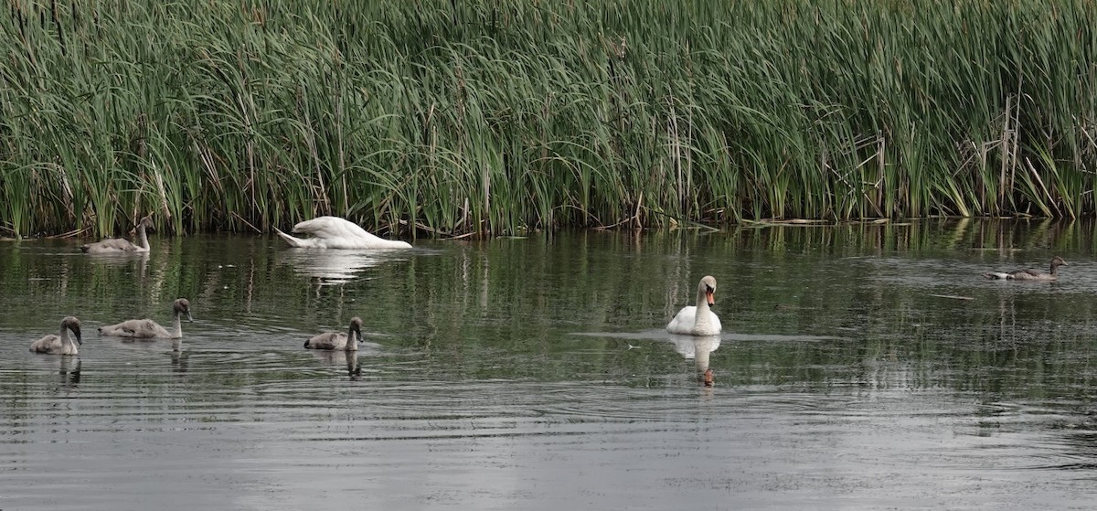 Mute Swan - ML639119632