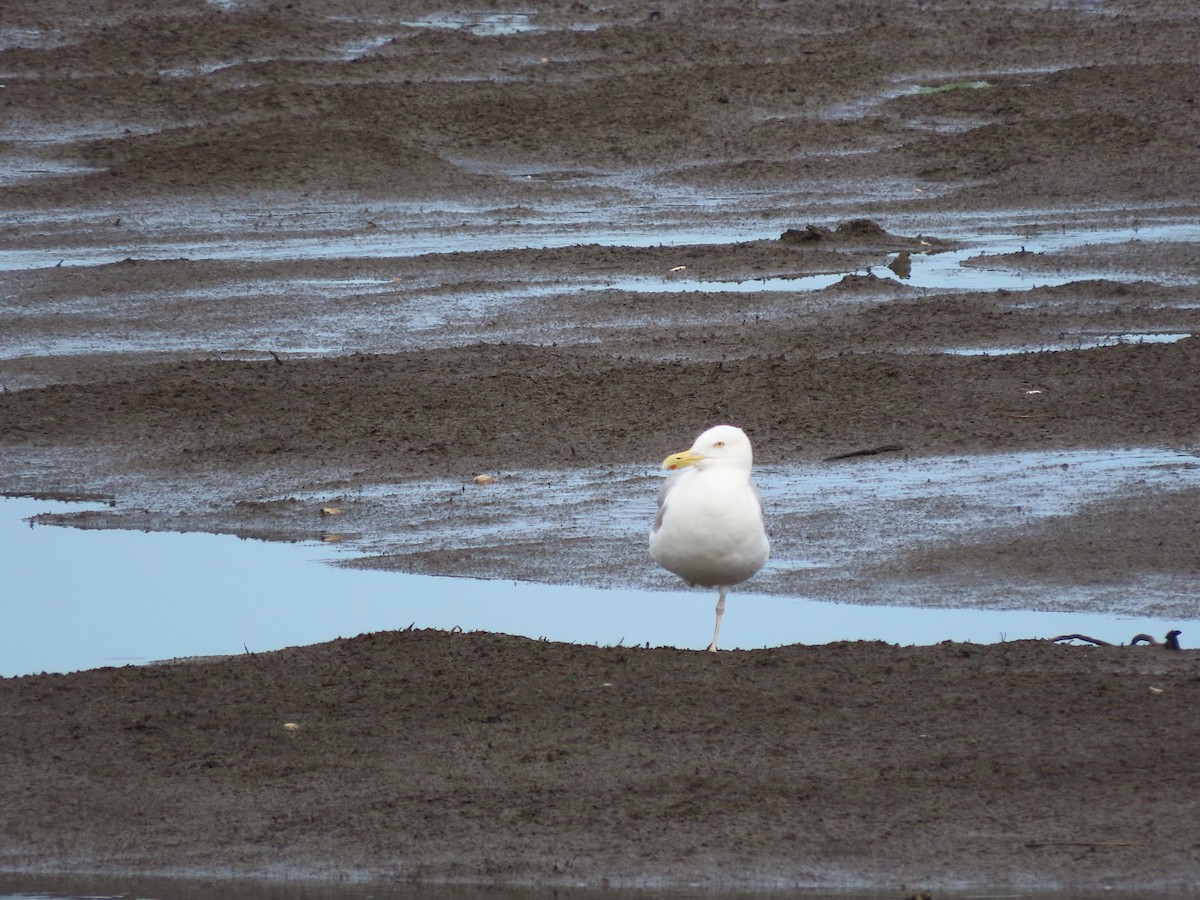 American Herring Gull - ML639119633