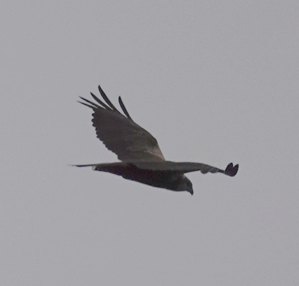 Western Marsh Harrier - ML639119638