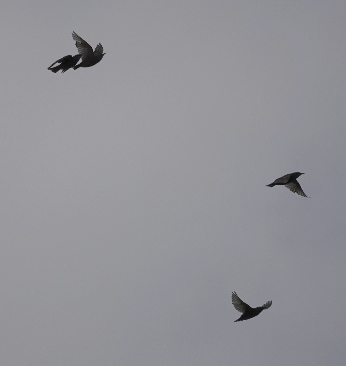 European Starling - ML639119646