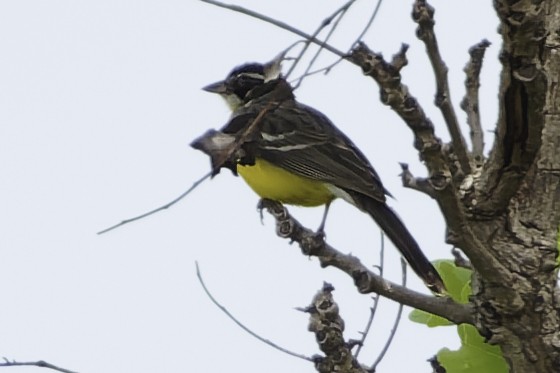 Cabanis's Bunting - ML639119651