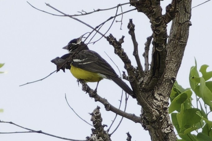Cabanis's Bunting - ML639119652