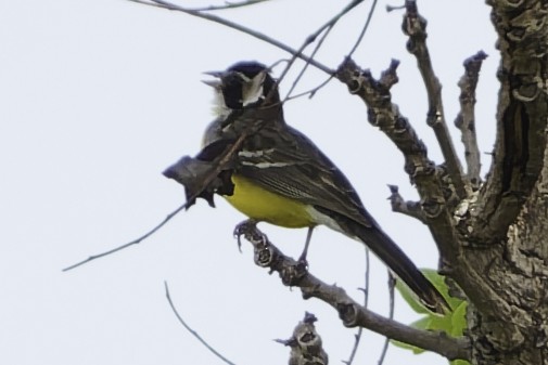 Cabanis's Bunting - ML639119653