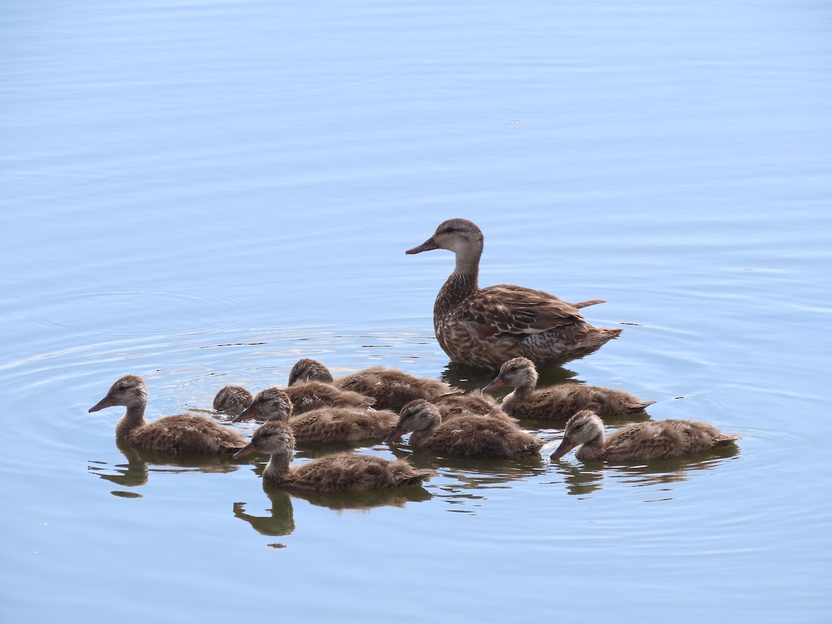 Gadwall - ML639119668