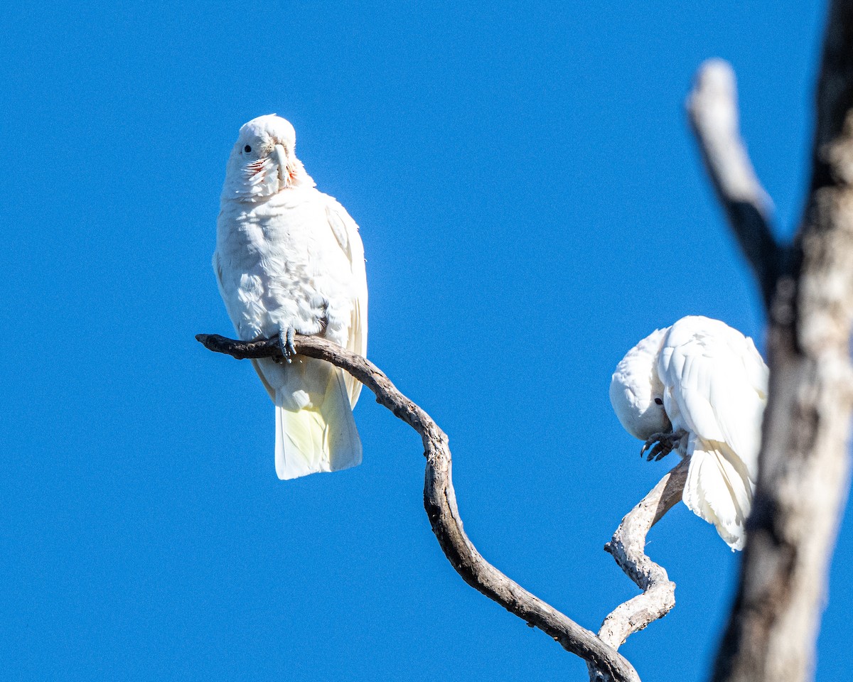 Tanimbar Corella - ML639119674