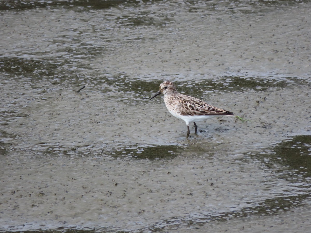 Semipalmated Sandpiper - ML639119681