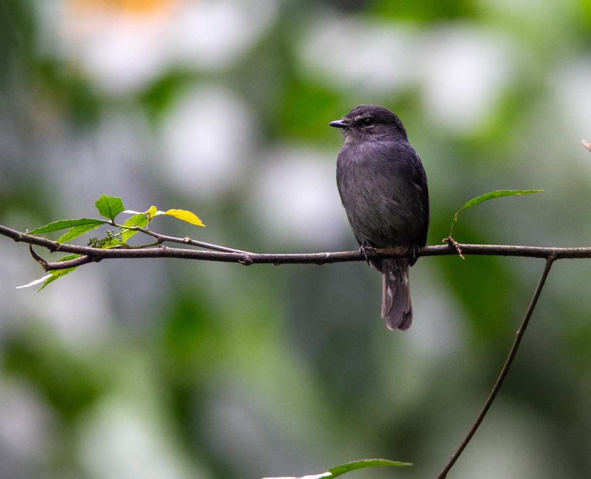 Sooty Flycatcher - ML639119692