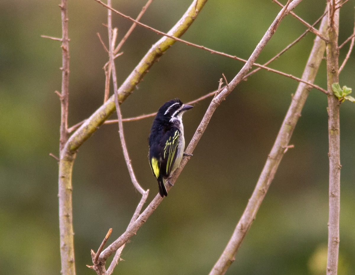 キゴシヒメゴシキドリ（bilineatus グループ） - ML639119744