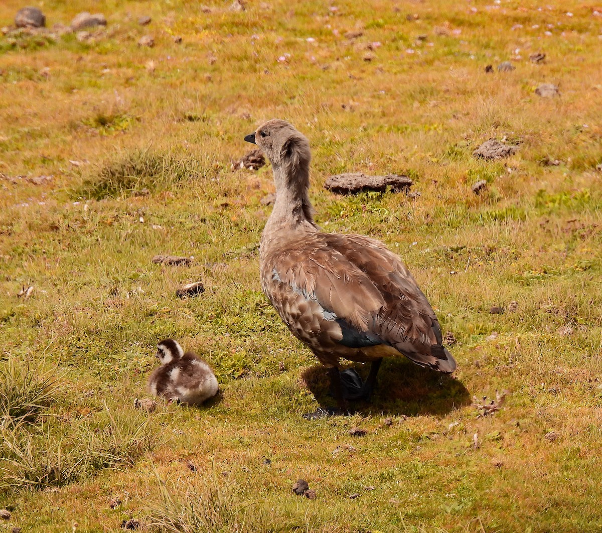 Blue-winged Goose - ML639119759