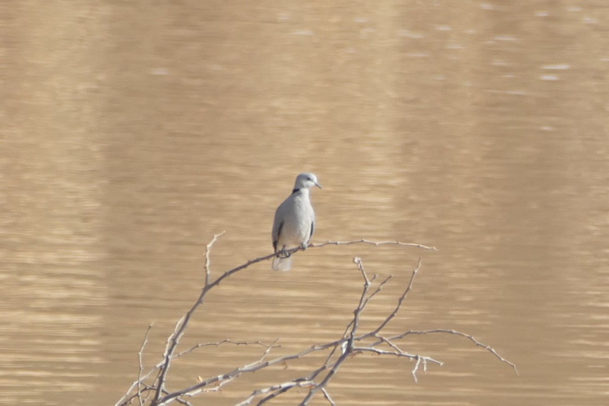 Ring-necked Dove - ML639119827
