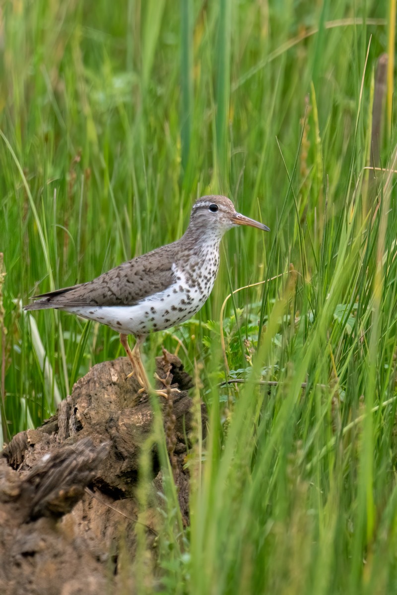 Spotted Sandpiper - ML639119837