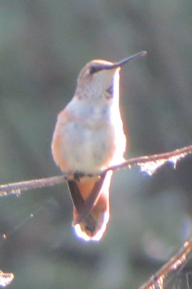 Rufous Hummingbird - ML639119845