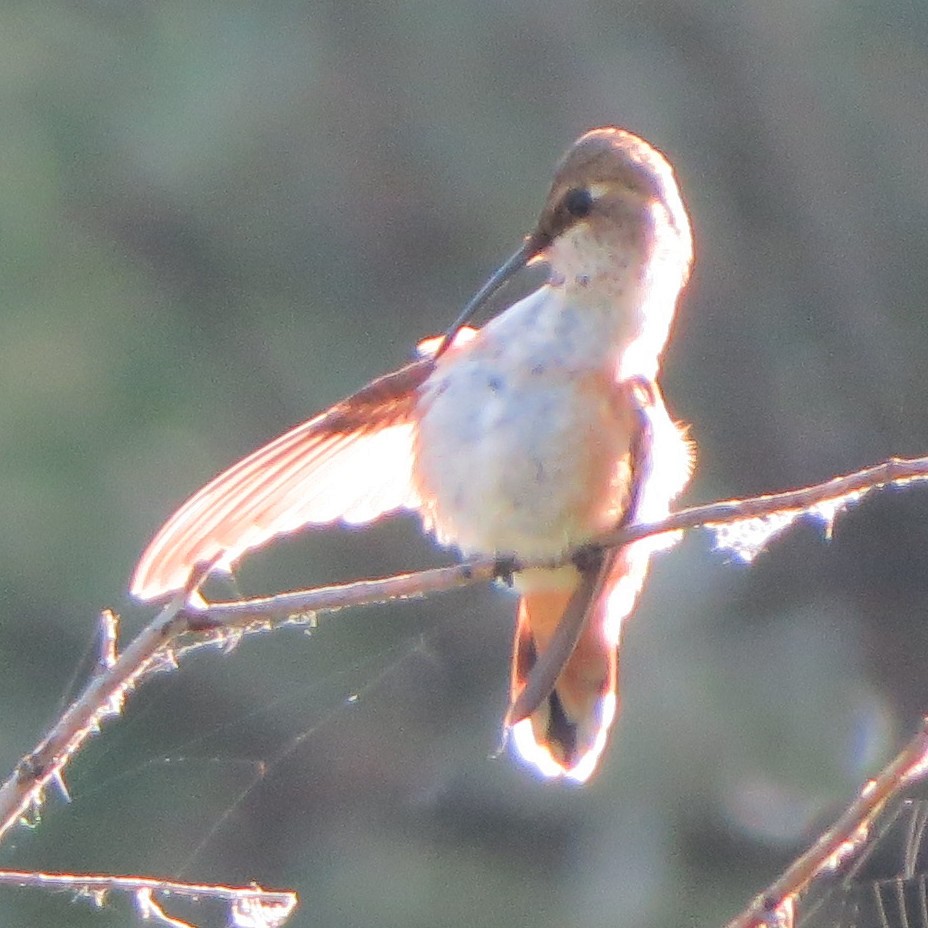 Rufous Hummingbird - ML639119861