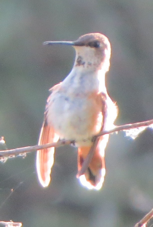 Rufous Hummingbird - ML639119874