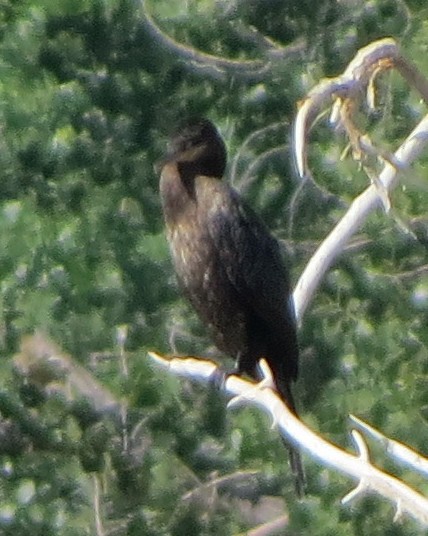 Neotropic Cormorant - ML639119882