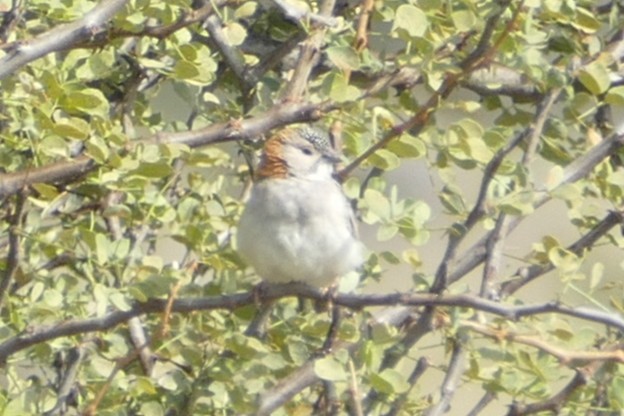 Speckle-fronted Weaver - ML639119931