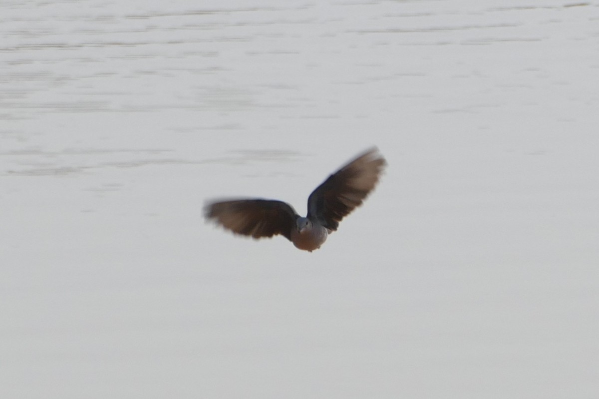 Ring-necked Dove - ML639119963