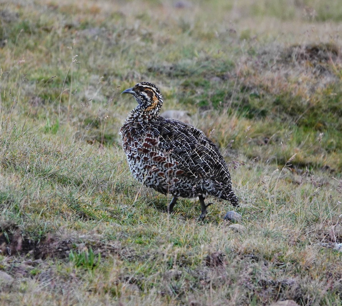 Moorland Francolin - ML639119976