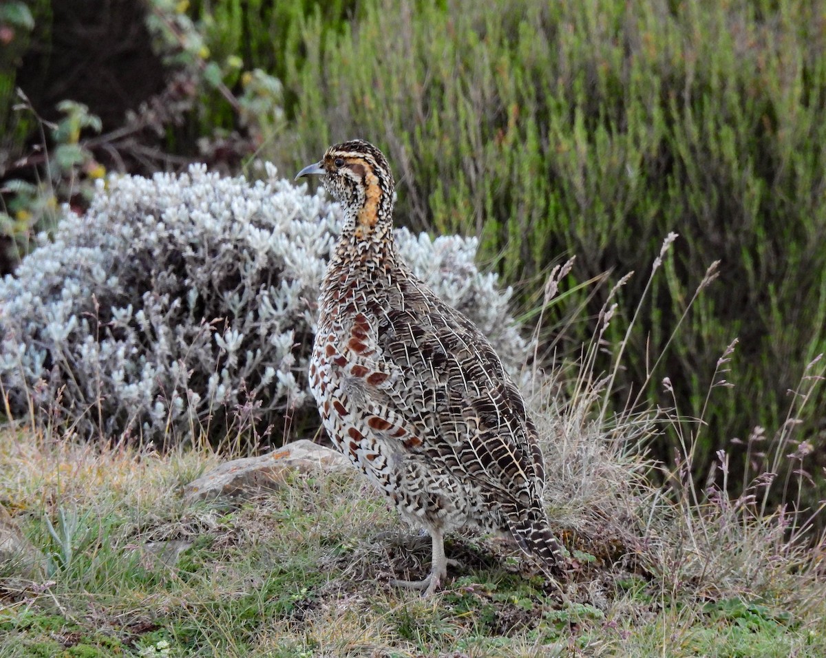 Moorland Francolin - ML639119987