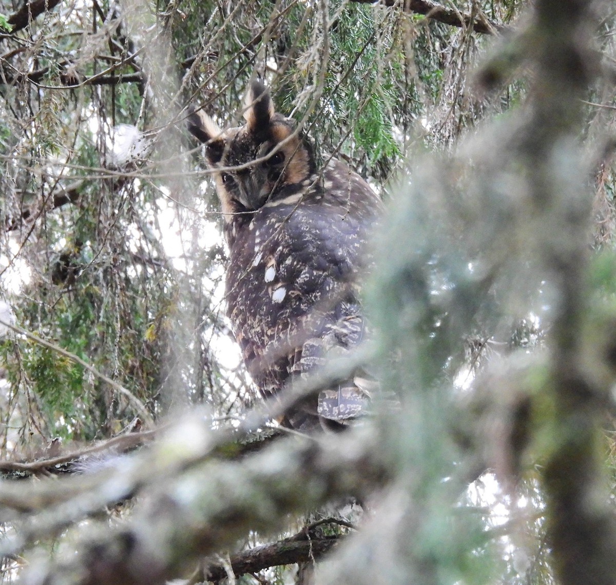 Abyssinian Owl - ML639120059