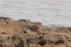 Red-billed Firefinch - ML639120060