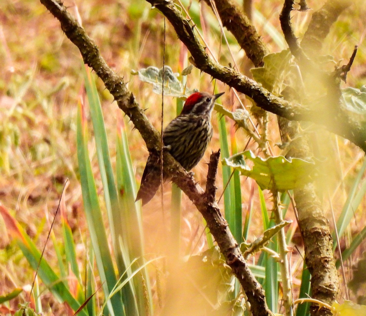 Abyssinian Woodpecker - ML639120071