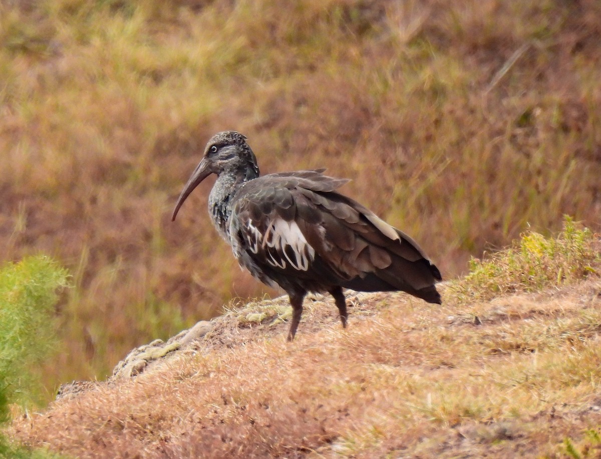 Ibis caronculé - ML639120092