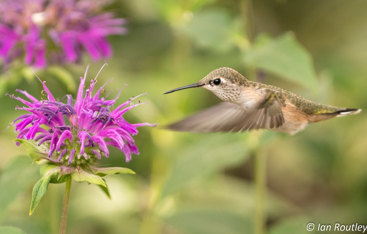 Calliope Hummingbird - Ian Routley
