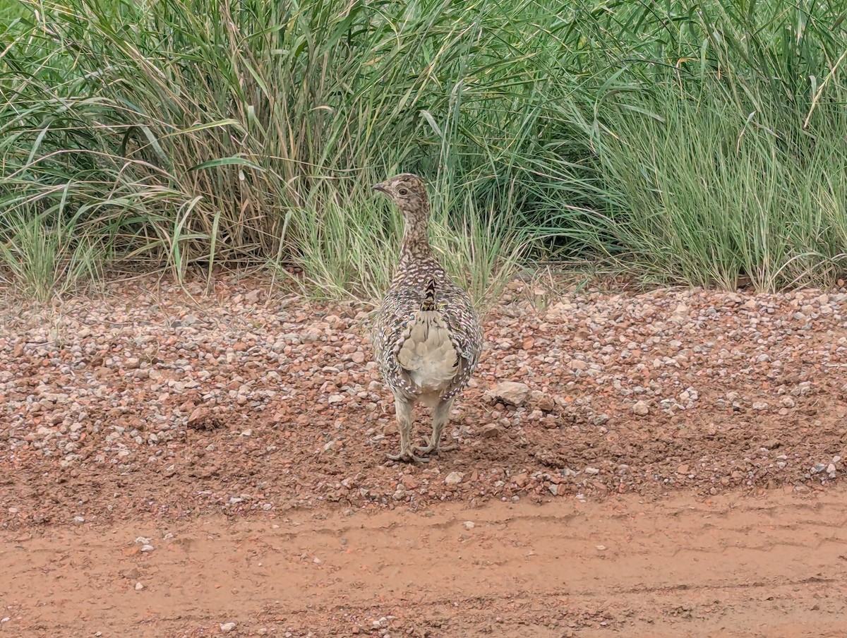 Sharp-tailed Grouse - ML639120118