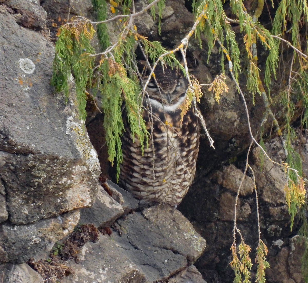 Búho de El Cabo - ML639120151