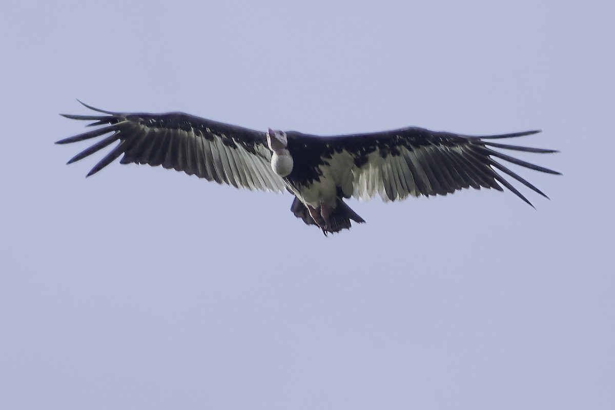 White-headed Vulture - ML639120179