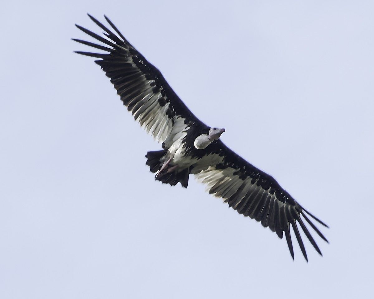 White-headed Vulture - ML639120180