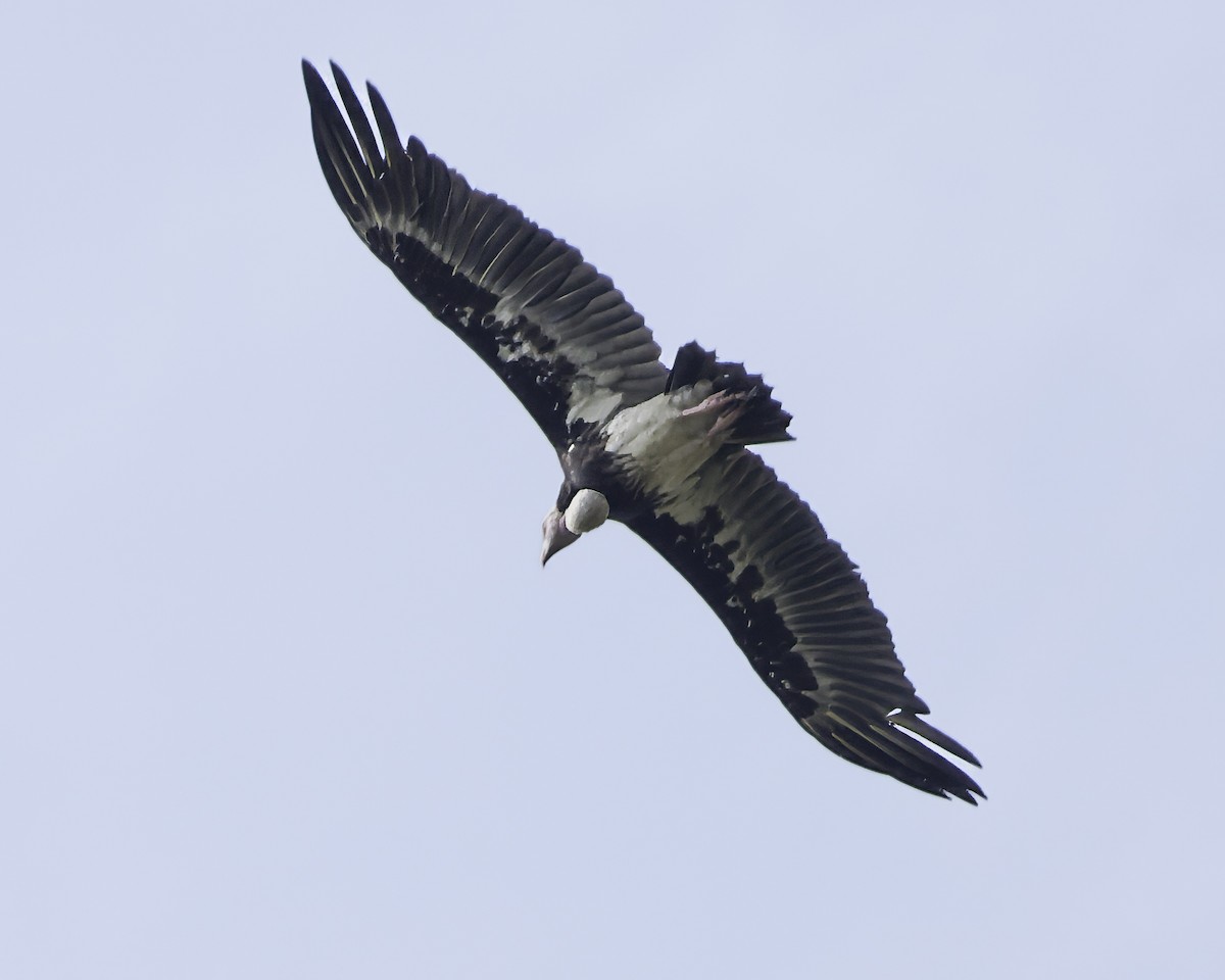 White-headed Vulture - ML639120181