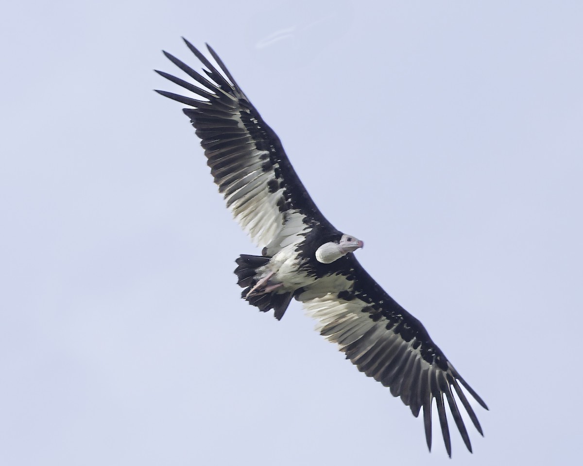 White-headed Vulture - ML639120182